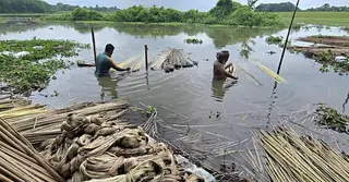ফরিদপুরে দুই হাজার কোটি টাকার পাট উৎপাদনের সম্ভাবনা